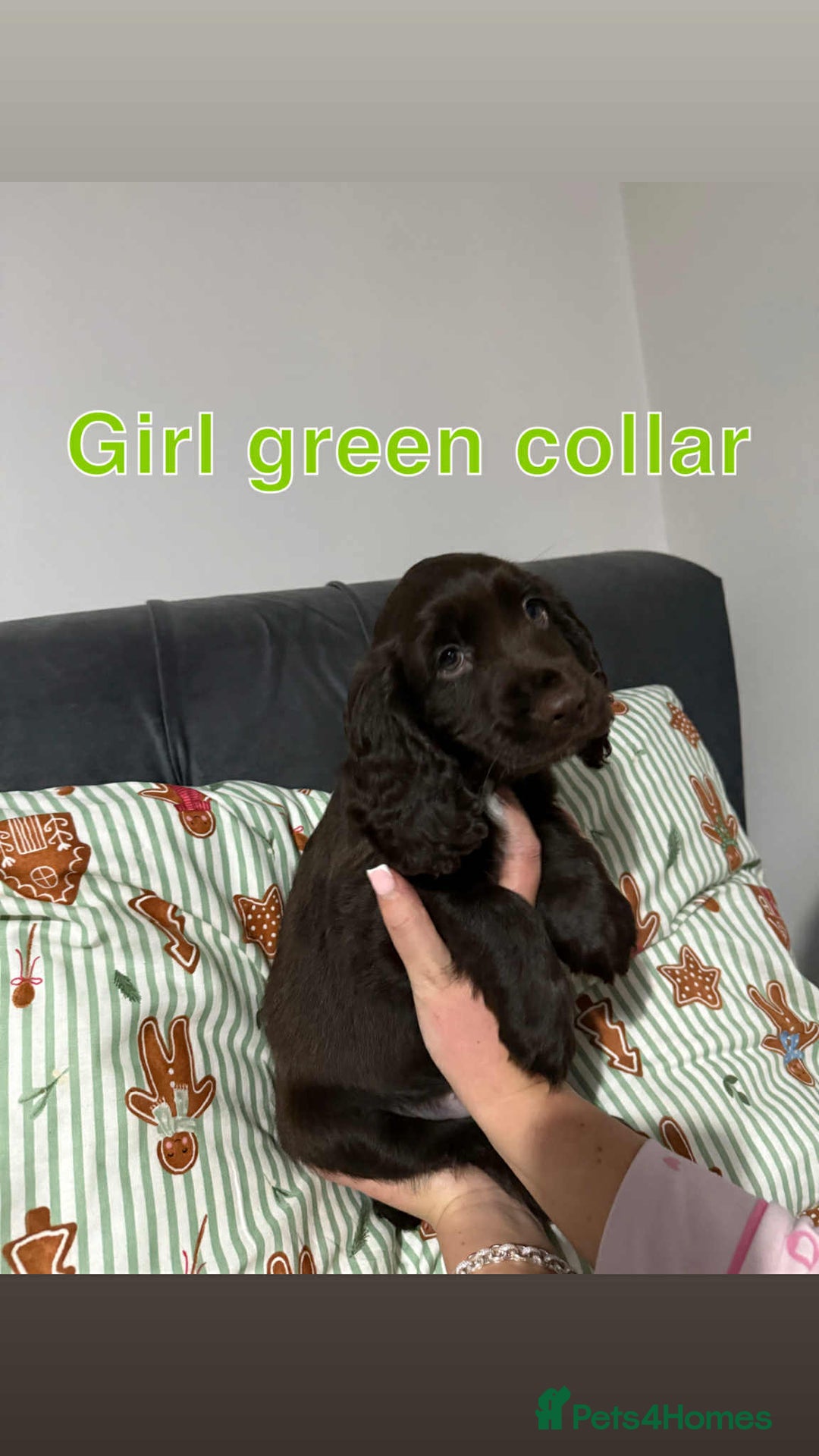 Cocker Spaniel dogs for sale: Cocker spaniel puppies  - Advert 4