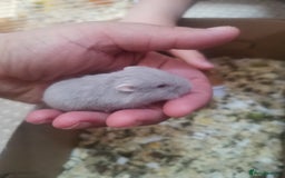 Hamster rodents for sale: 5 x russian dwarf hamsters 2x girls 3 x boys  - Image 6