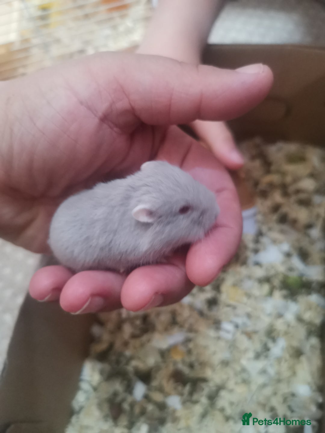 Hamster rodents for sale: 5 x russian dwarf hamsters 2x girls 3 x boys  - Image 6