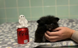 Pomeranian dogs for sale: Beautiful Pomeranian puppies  - Image 32