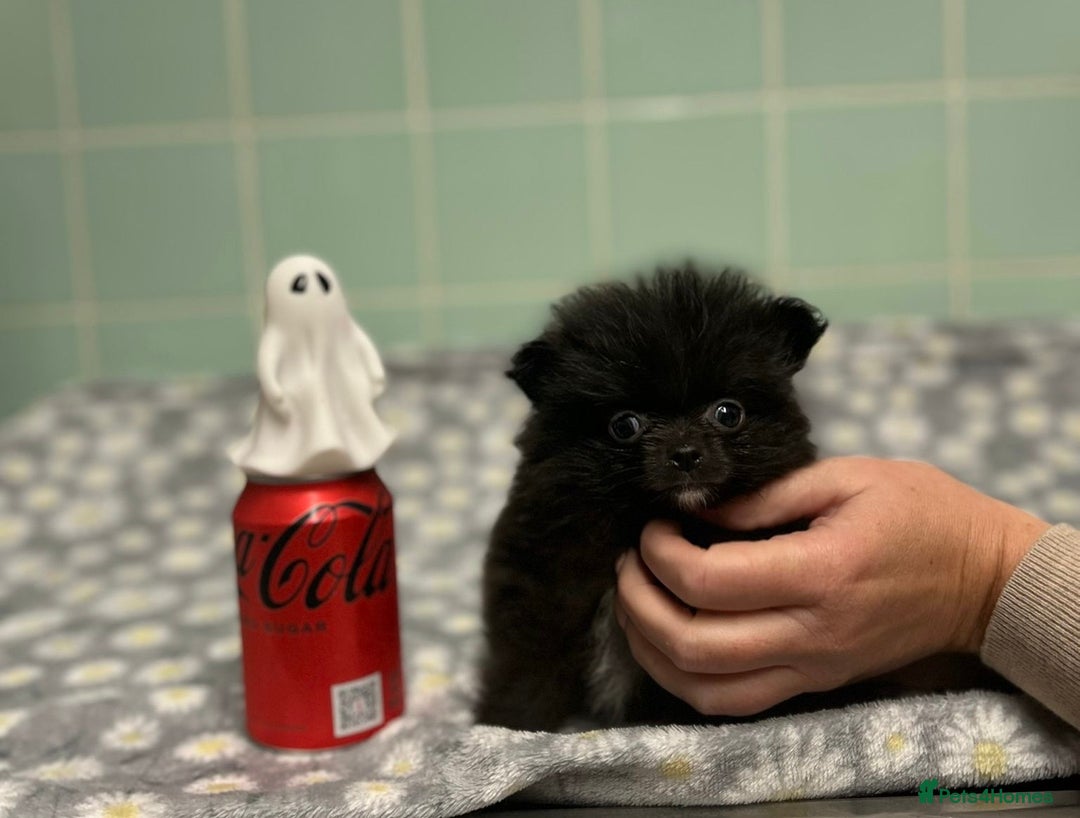 Pomeranian dogs for sale: Beautiful Pomeranian puppies  - Image 32
