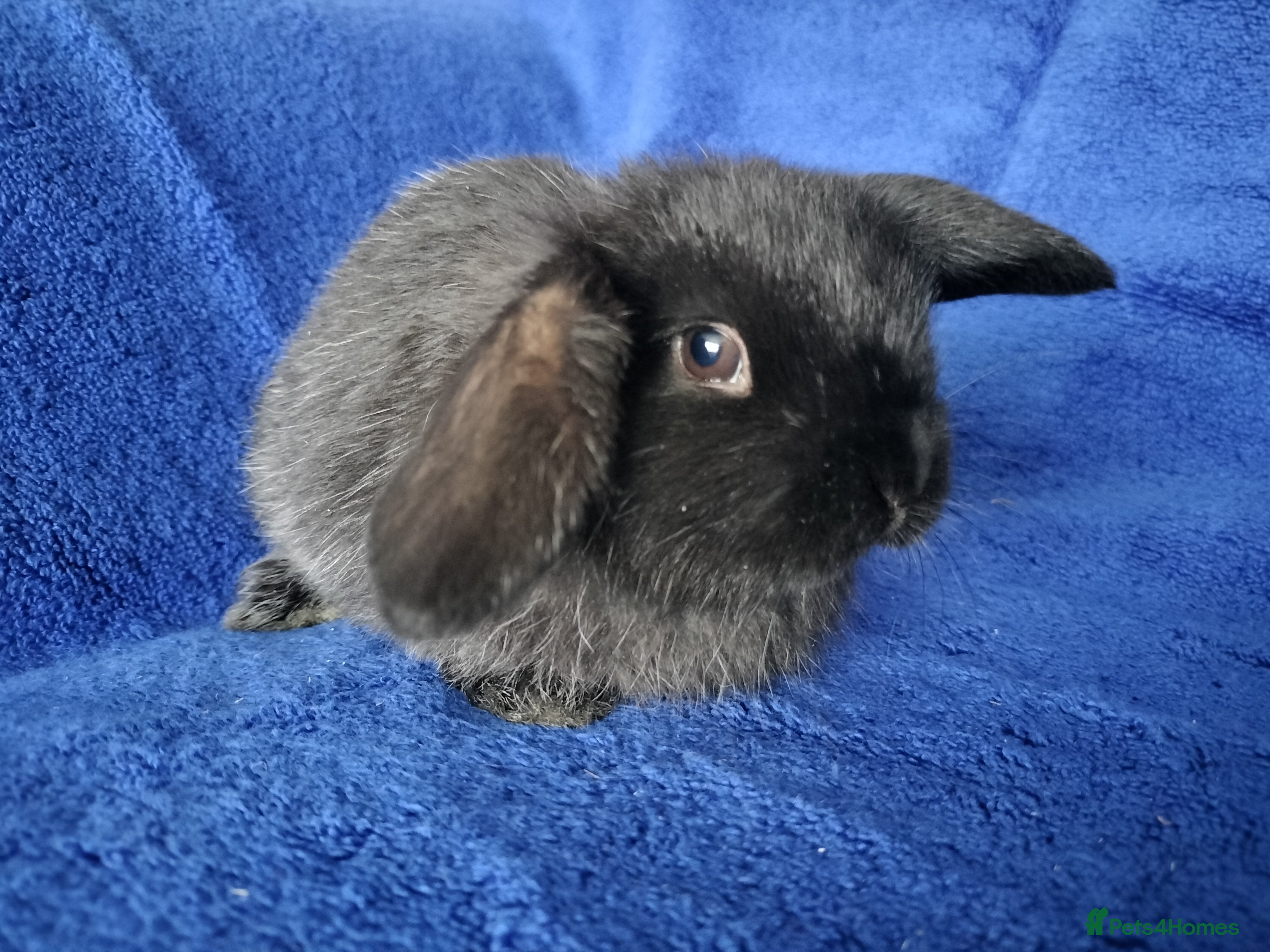 Mini Lop rabbits Baby mini lops for sale  - Advert 19
