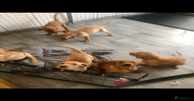 Labrador Retriever dogs - Advert 9