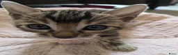 Bengal cats for sale: Pure Bengals Stunning Colour-ready for rezervation - Advert 28