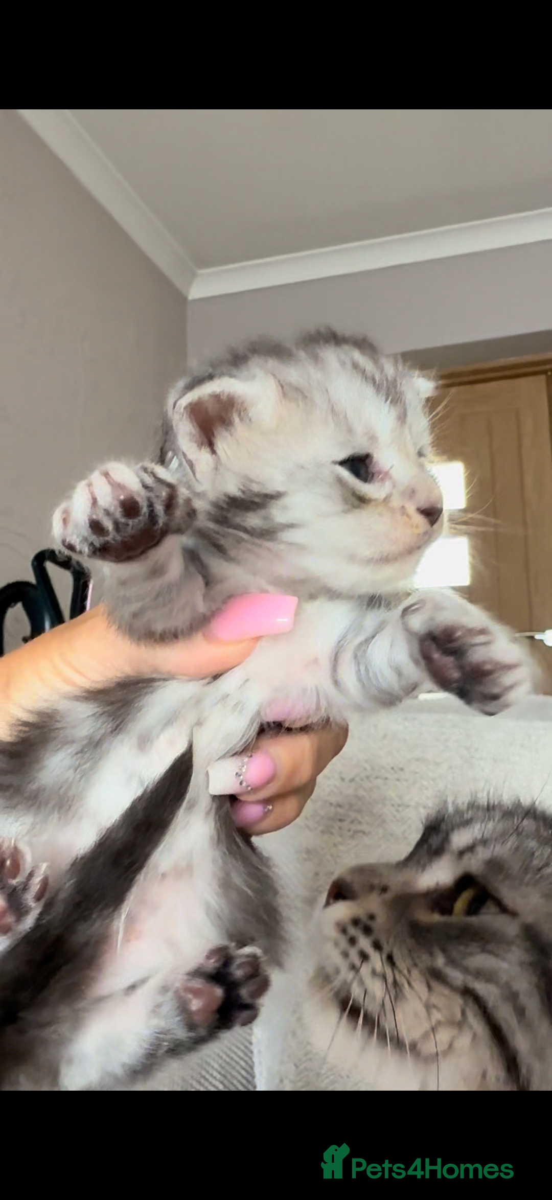 Maine Coon cats for sale: Outstanding pedigree Maine coons  - Image 15