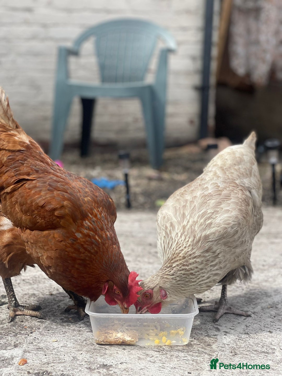 Chickens poultry for sale: Hens for sale - Image 4