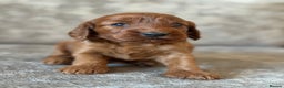 Cockapoo dogs for sale: BEAUTIFUL RED COCKAPOO PUPS HEALTH TESTED PARENTS - Advert 20