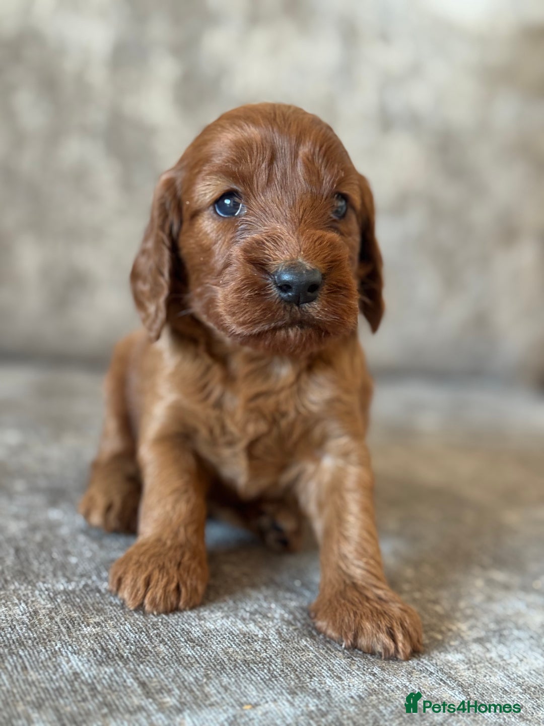 Cockapoo dogs for sale: BEAUTIFUL RED COCKAPOO PUPS HEALTH TESTED PARENTS - Advert 20