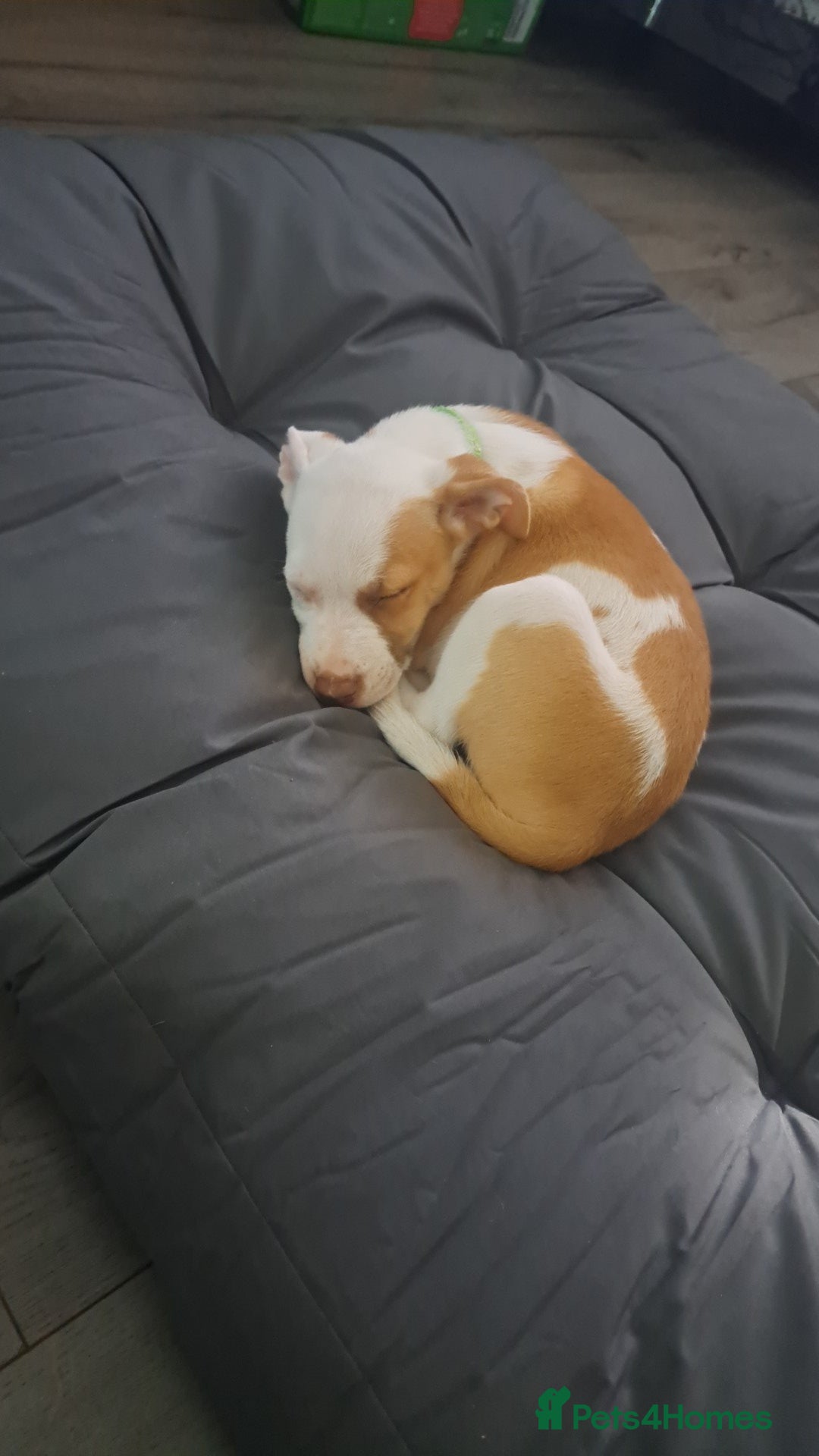 Mixed Breed dogs for sale: Male Staffordshire bull terrier x American Bulldog - Advert 3