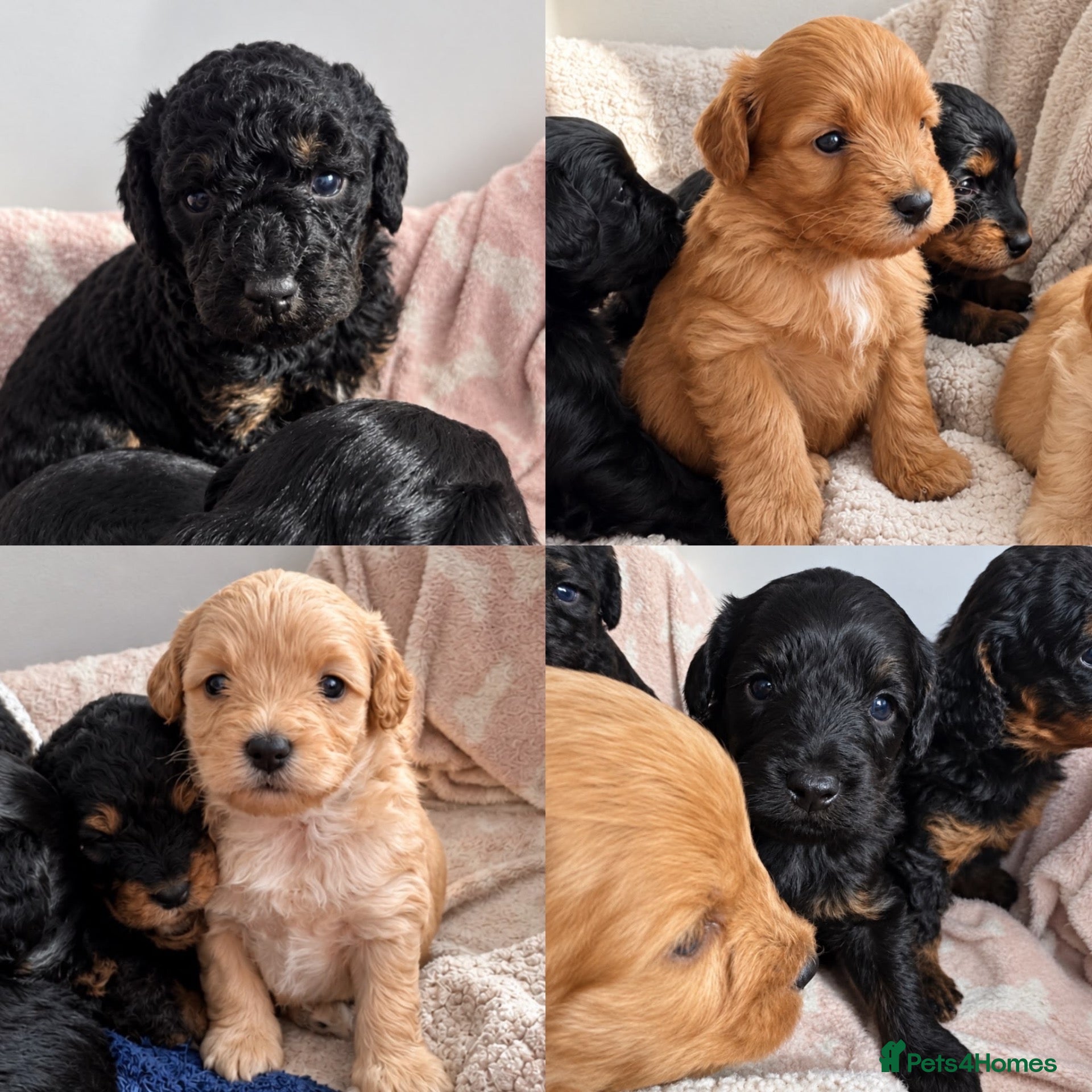 Cockapoo dogs Toy poodles for sale - Advert 11