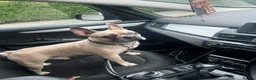 French Bulldog dogs for sale: Male French bulldog  in Blackburn - Advert 2