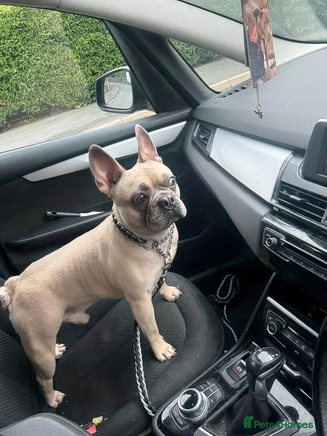 French Bulldog dogs for sale: Male French bulldog  in Blackburn - Advert 2