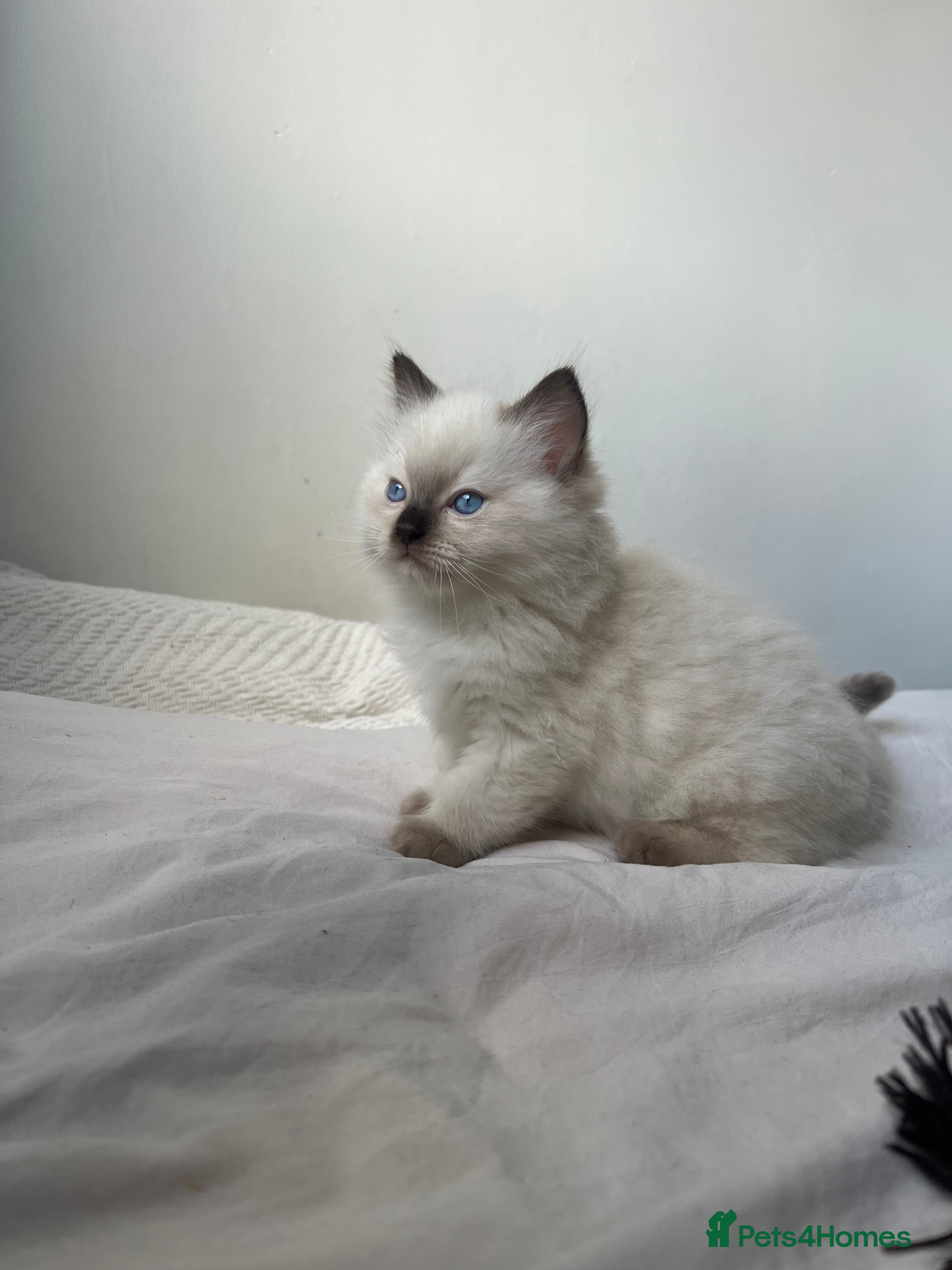 Ragdoll cats Adorable Ragdoll Kittens  🐾 - Advert 2