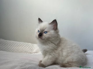 Ragdoll cats Adorable Ragdoll Kittens 🎄🐾 - Advert 5