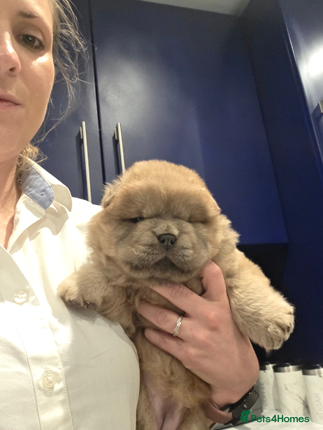 Chow Chow dogs for sale: 7 beautiful chow chow  - Advert 11