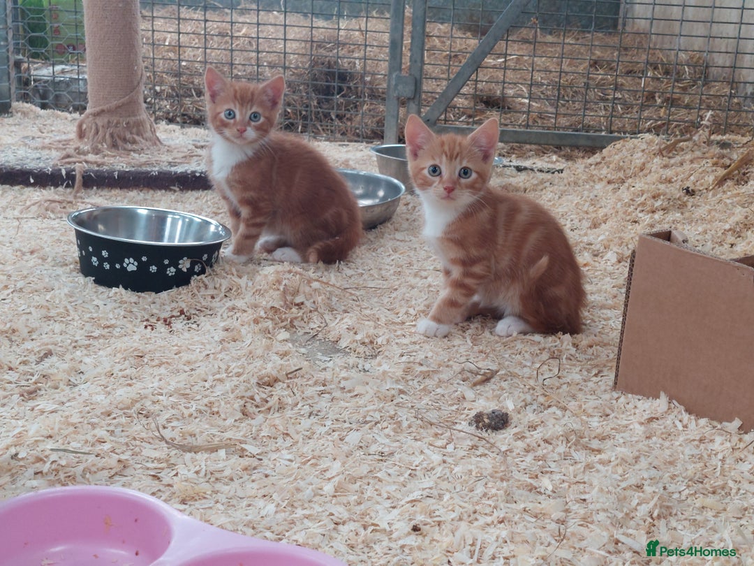 Domestic Shorthair cats for sale: Gorgeous kittens available now - Image 15