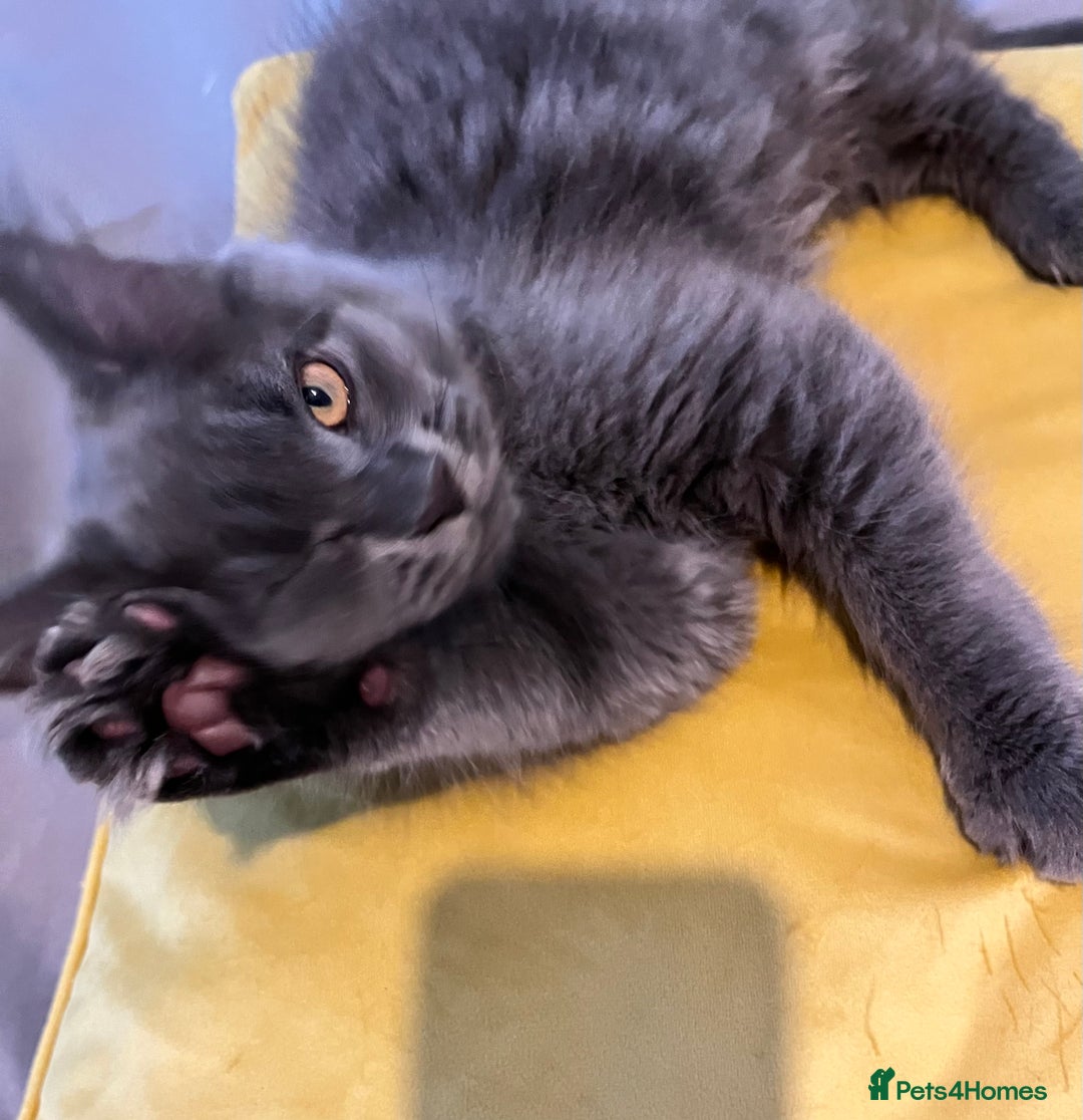 Maine Coon cats for sale: GCCF active / domestic Maine Coon  - Image 12