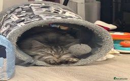 Mixed Breed cats for sale: Rehoming 2 beautiful cats  - Image 5