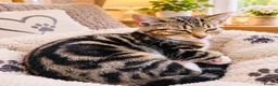 Mixed Breed cats for sale: Kittens  - Advert 5