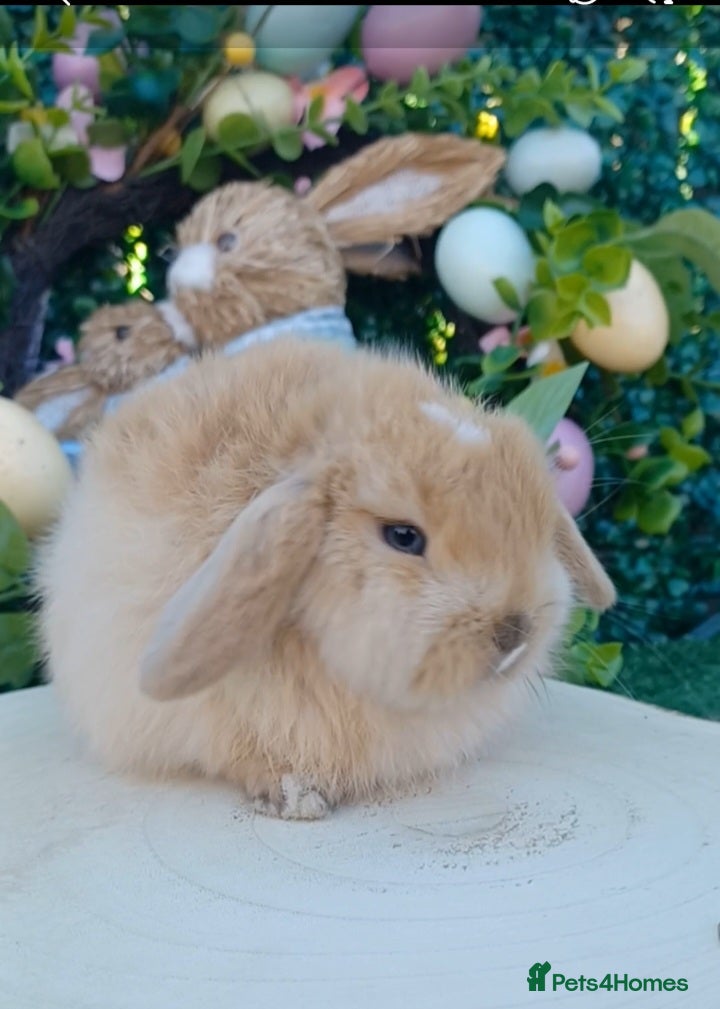 Mini Lop rabbits Mini Lop Babies Ready Now  - Advert 1