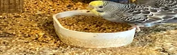 Budgerigars birds for sale: Baby budgies  - Advert 4