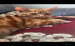 Domestic Shorthair cats for sale: Loving 1yr old Female Cat Looking for a New Home - Advert 1