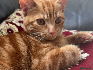 Domestic Shorthair cats for sale: Loving 1yr old Female Cat Looking for a New Home - Advert 1