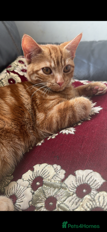 Domestic Shorthair cats Loving 1yr old Female Cat Looking for a New Home - Advert 1