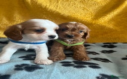 Cavapoo dogs for sale: Cavapoo x cavalier King Charles puppies  - Image 13