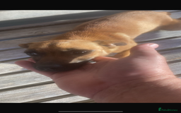 Jack Russell dogs for sale: Jack russle puppies  - Image 10