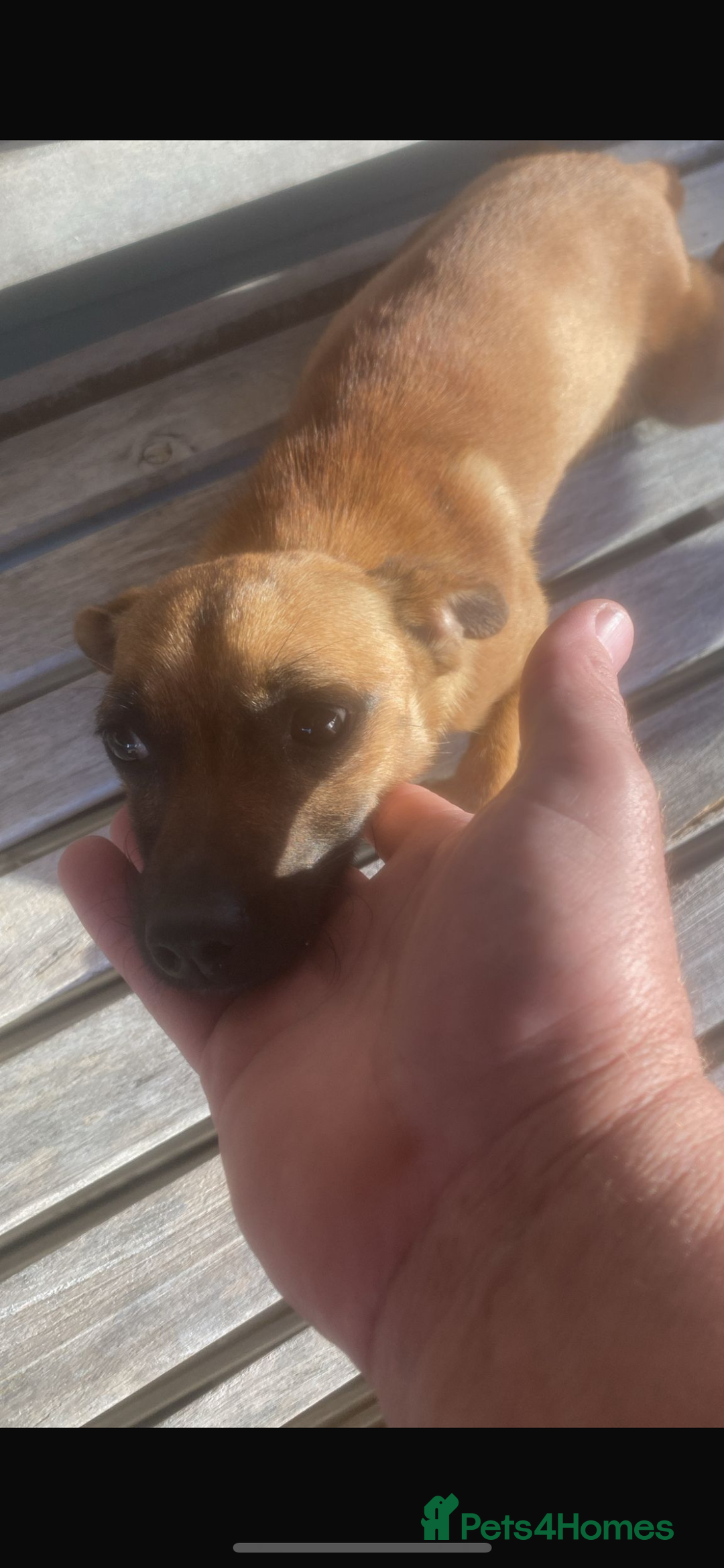 Jack Russell dogs for sale: Jack russle puppies  - Image 10