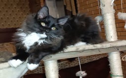 Maine Coon cats for sale: Maine-Coon kittens  - Image 5