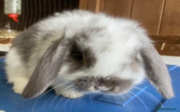 Mini Lop rabbits for sale: Stunning pure mini lop baby rabbits  - Image 32