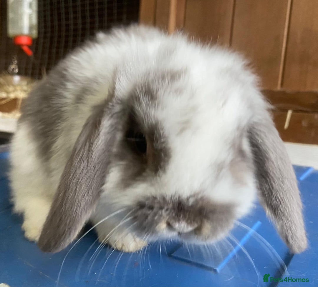 Mini Lop rabbits for sale: Stunning pure mini lop baby rabbits  - Image 32
