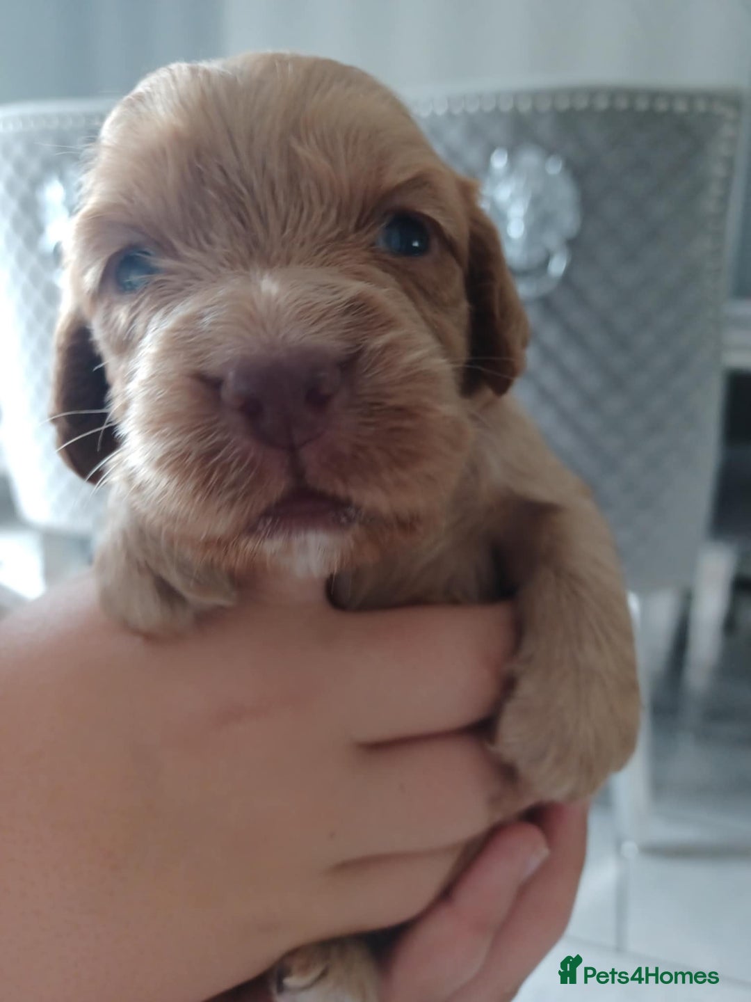 Cocker Spaniel dogs for sale: Kc registered cocker spaniel puppies - Image 27