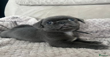 Mixed Breed dogs - Advert 2