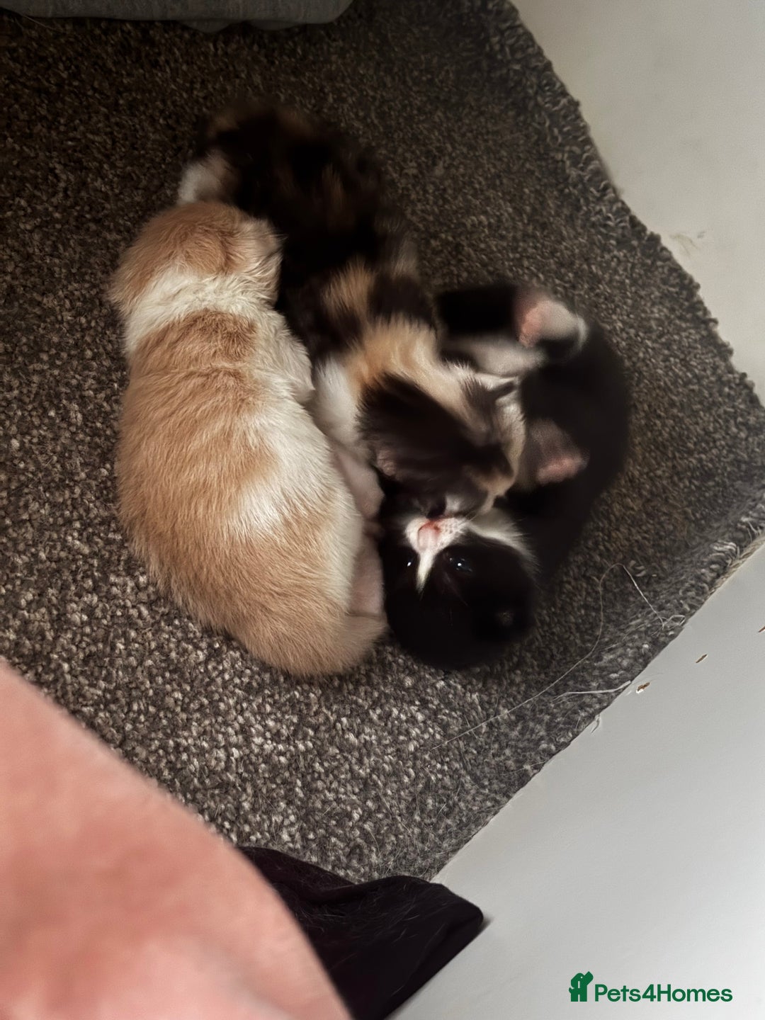 British Longhair cats for sale: 4 gorgeous kittens  - Image 5