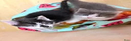 Mixed Breed cats for sale: 5 Beautiful Kittens for Sale mix of LONG - Advert 12