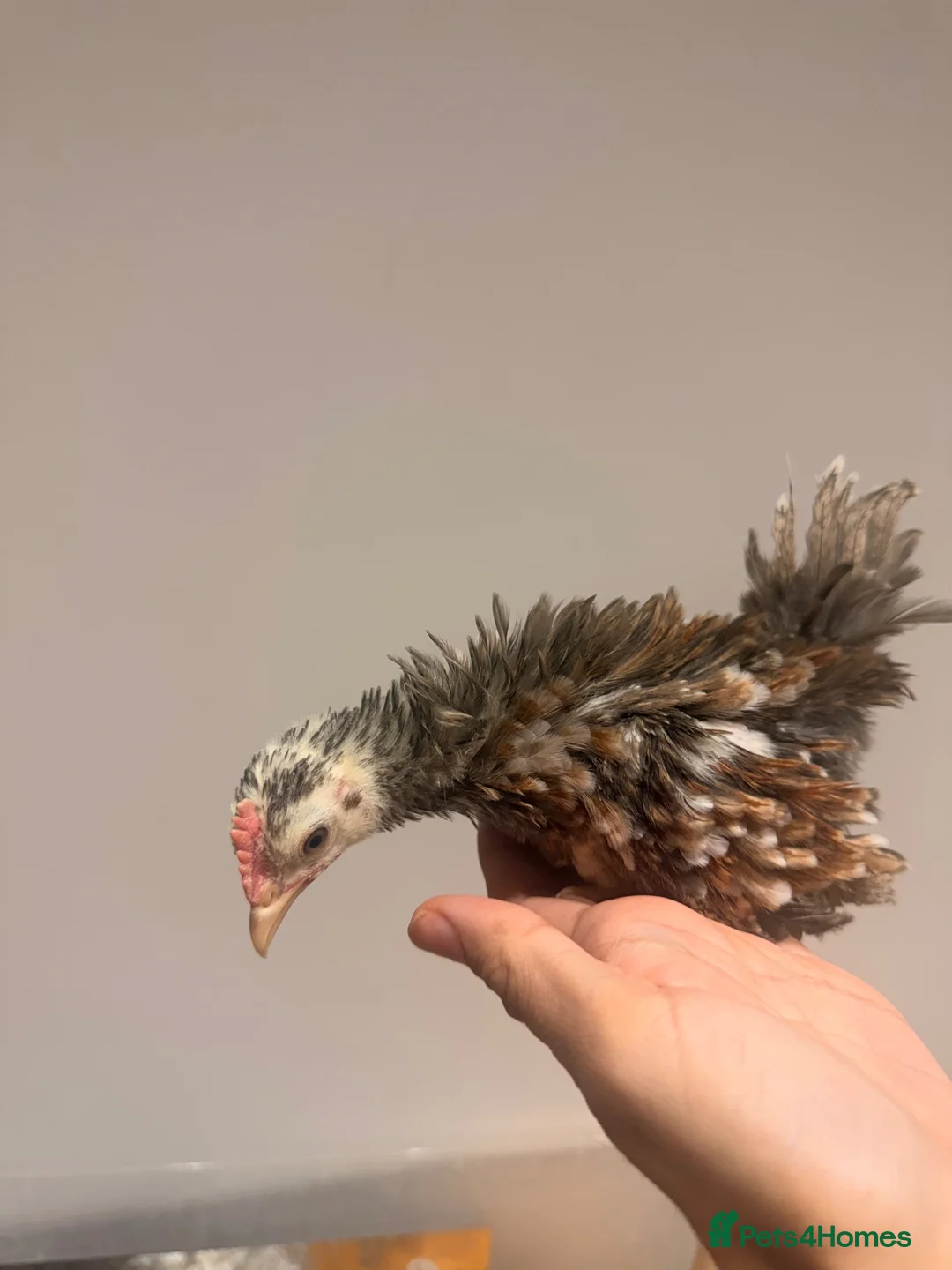 Chickens poultry for sale: BANTAM Serama Chickens Frizzled  in Waltham Cross - Advert 6