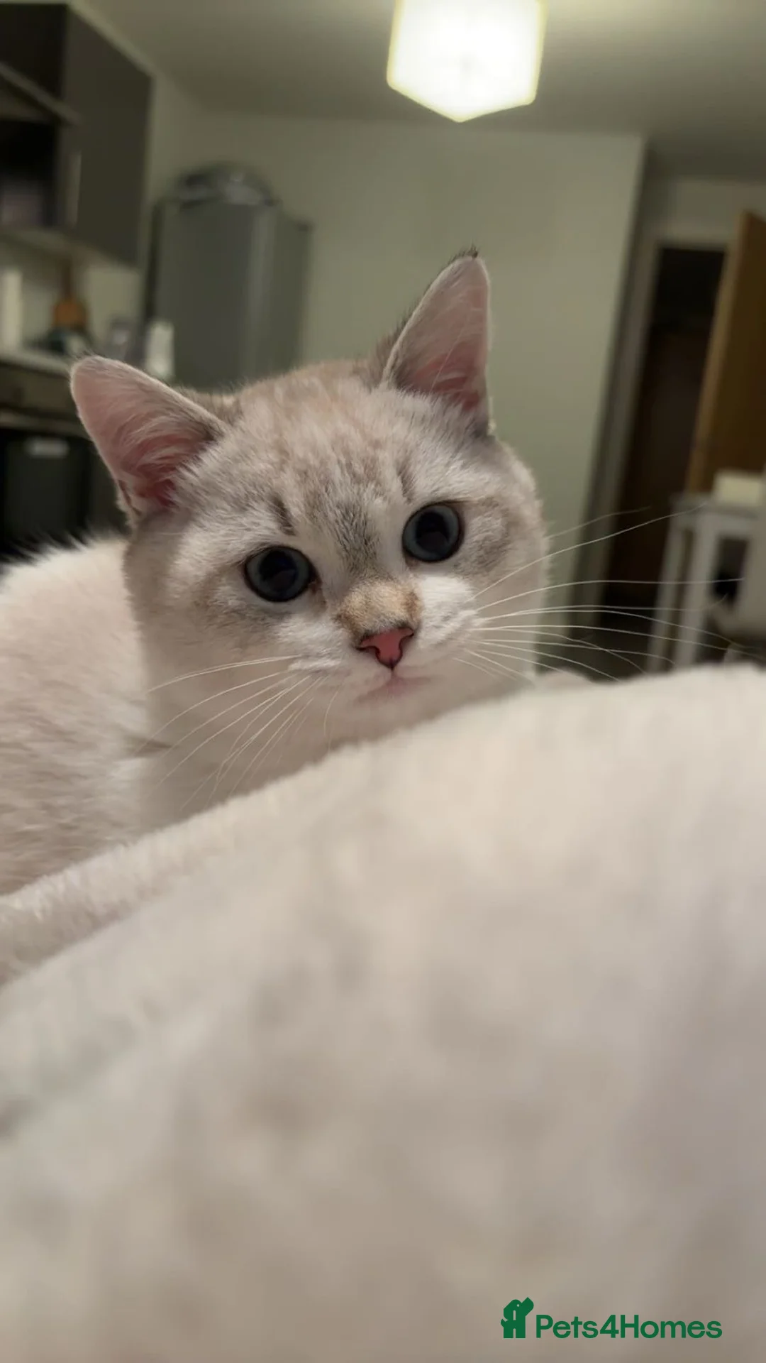 British Shorthair cats for sale: British short hair  - Advert 1