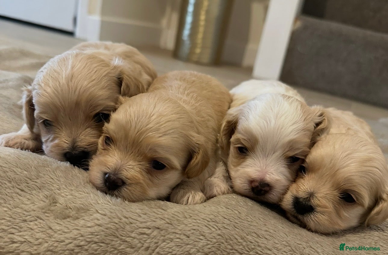 Maltipoo dogs Maltipoo puppies  - Advert 6