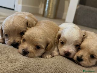 Maltipoo dogs Maltipoo puppies - Advert 2