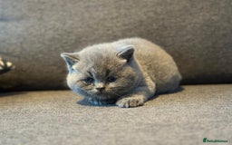 Brazilian Shorthair cats for sale: British Shorthair  - Image 3