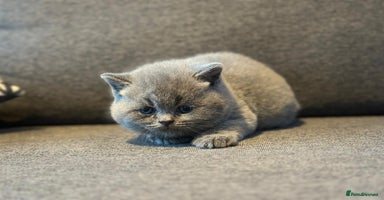 Brazilian Shorthair cats - Advert 1