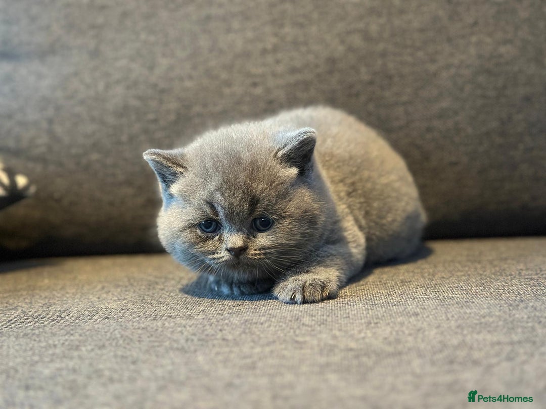 Brazilian Shorthair cats for sale: British Shorthair  - Image 3