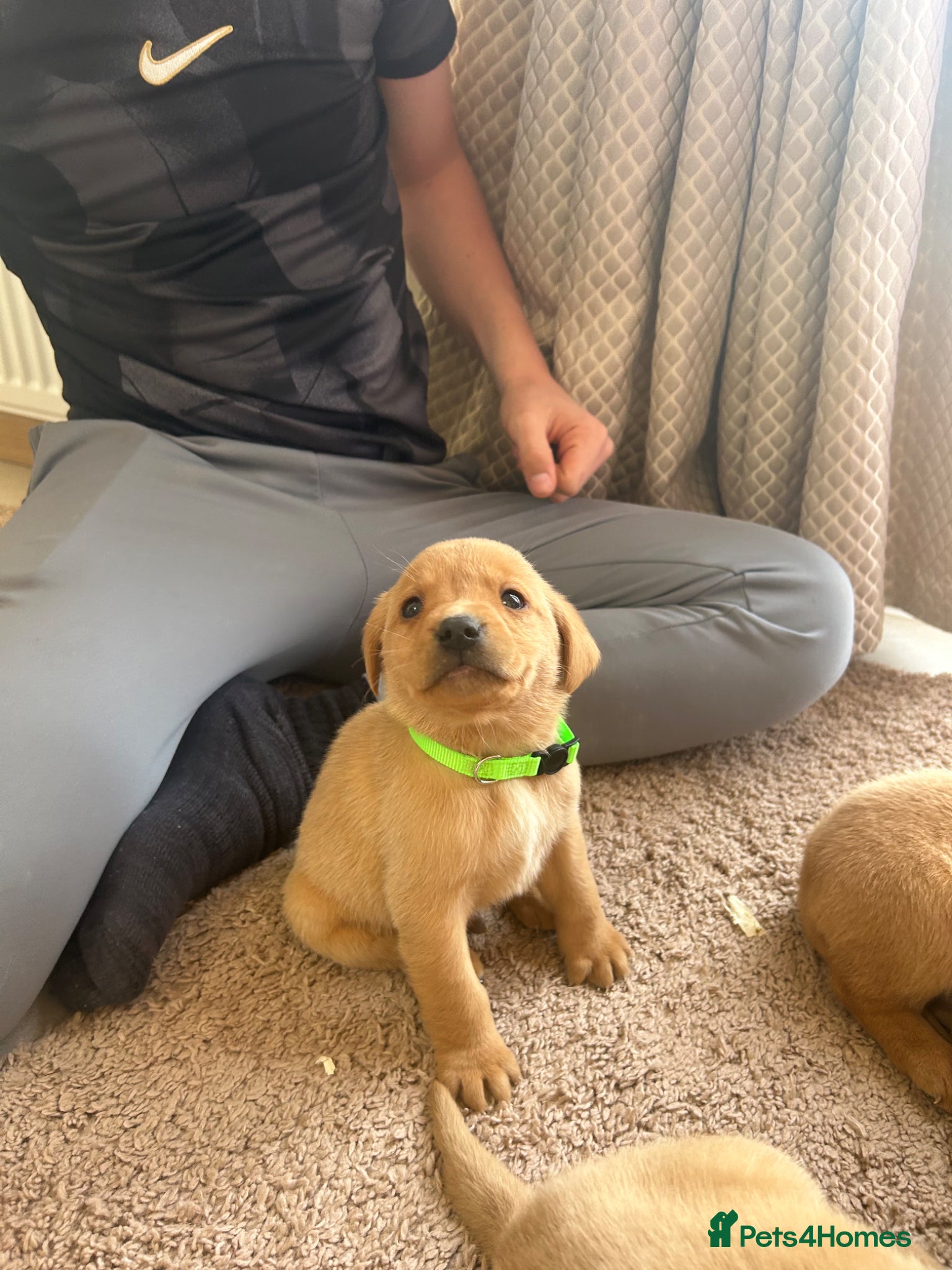 Labrador Retriever dogs Fox red Labrador puppies - Advert 11