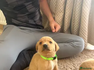 Labrador Retriever dogs Fox red Labrador puppies - Advert 11