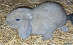 Mini Lop rabbits for sale: 5 baby bunnies for sale  - Image 9