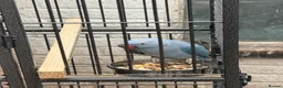 Ringnecks birds for sale: Blue mail - Advert 10