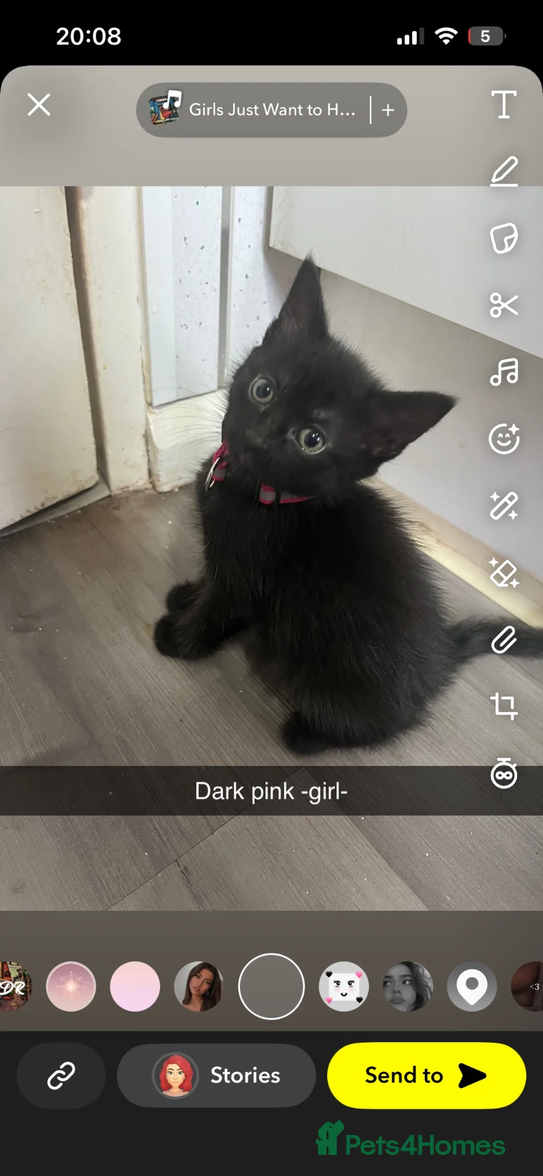 Mixed Breed cats for sale: Mixed litter boys and girls  - Advert 1